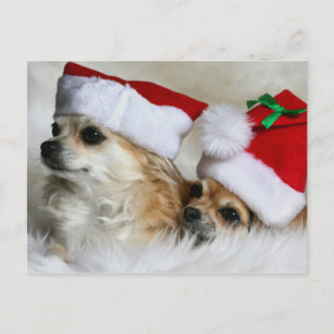 Longhair chihuahuas holiday postcard