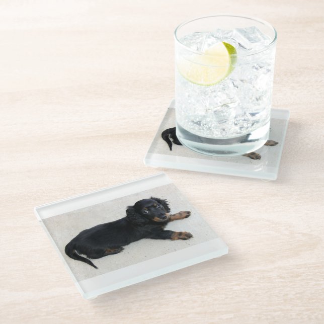 longhair-dachshund-puppy glass coaster (Angled)