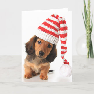 Longhair Dachshund Puppy Holiday Card