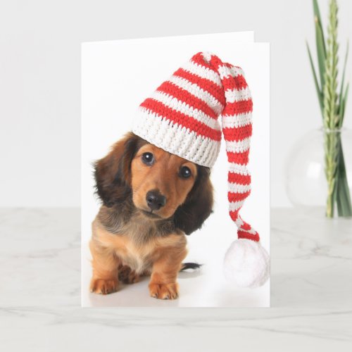 Longhair Dachshund Puppy Holiday Card