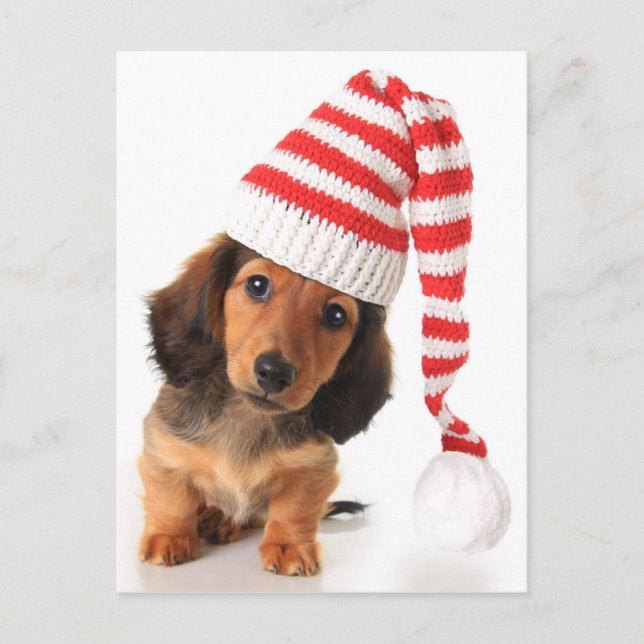 Longhair Dachshund Puppy Postcard (Front)