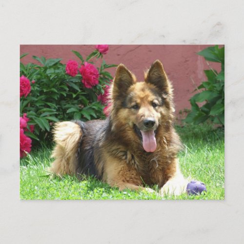 Longhair German Shepherd Postcard