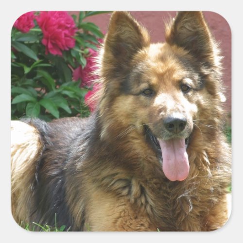 Longhair German Shepherd Square Sticker