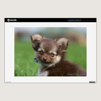 Longhaired Chihuahua Puppy Looking at Camera 15" Laptop Skin