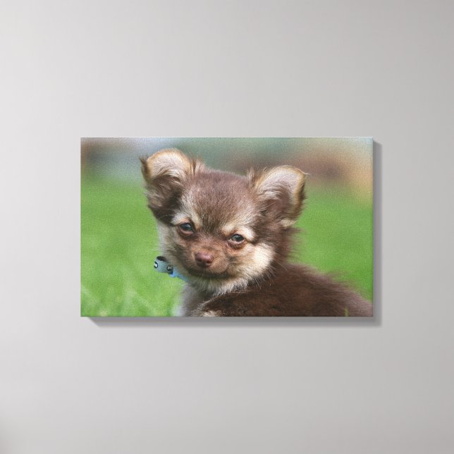 Longhaired Chihuahua Puppy Looking at Camera Canvas Print (Front)