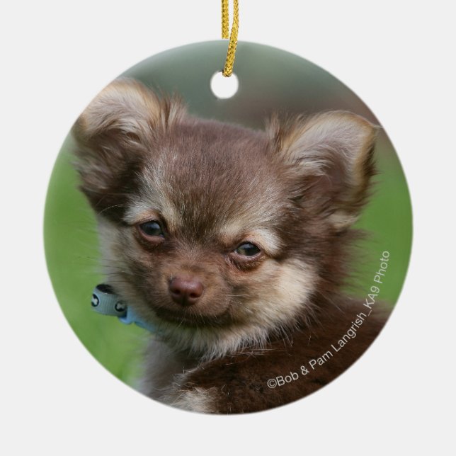 Longhaired Chihuahua Puppy Looking at Camera Ceramic Ornament (Front)