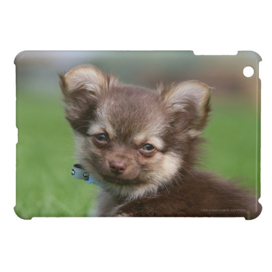 Longhaired Chihuahua Puppy Looking At Camera Ipad Mini Case