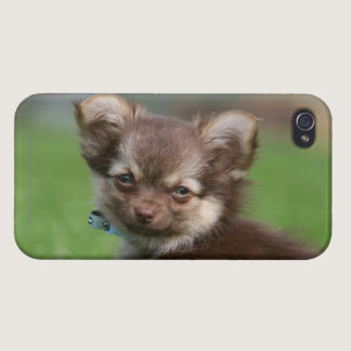 Longhaired Chihuahua Puppy Looking at Camera iPhone 4/4S Case