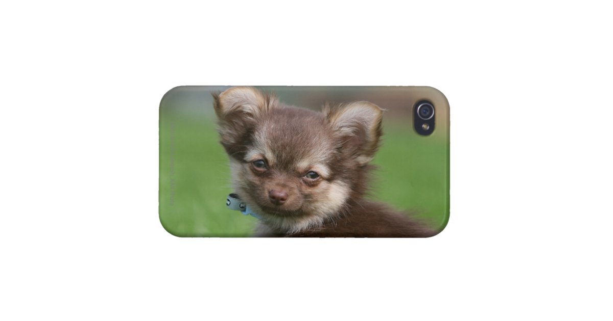 Longhaired Chihuahua Puppy Looking At Camera Iphone Case Zazzle Com