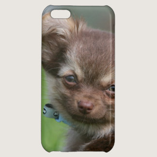 Longhaired Chihuahua Puppy Looking at Camera Case For iPhone 5C