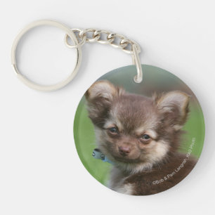 Longhaired Chihuahua Puppy Looking at Camera Keychain