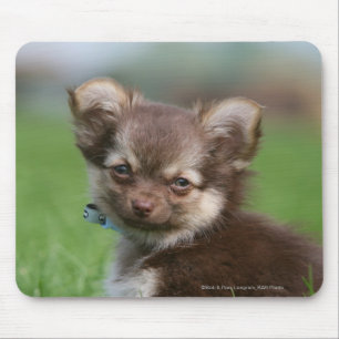 Longhaired Chihuahua Puppy Looking at Camera Mouse Pad
