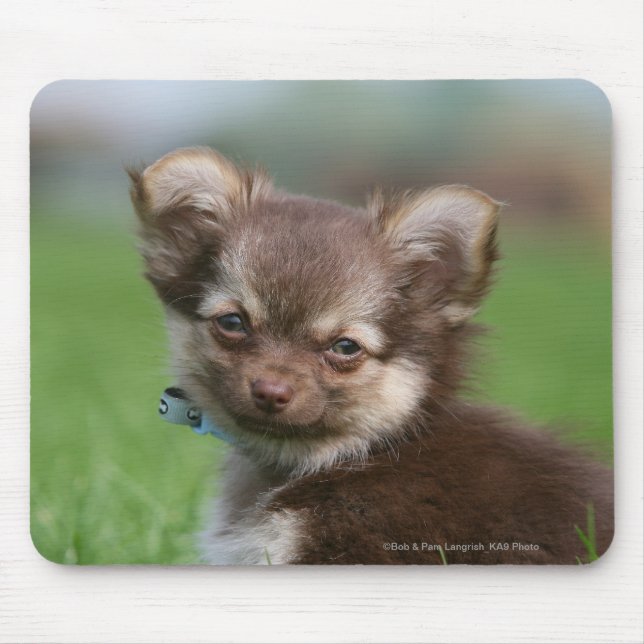 Longhaired Chihuahua Puppy Looking at Camera Mouse Pad (Front)
