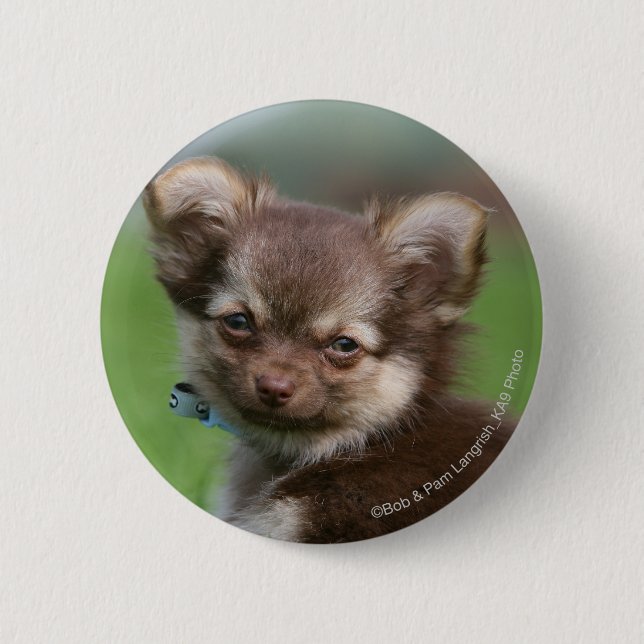 Longhaired Chihuahua Puppy Looking at Camera Pinback Button (Front)