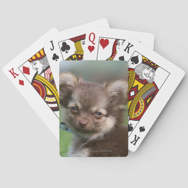 Longhaired Chihuahua Puppy Looking at Camera Poker Cards (Back)