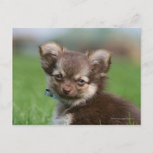 Longhaired Chihuahua Puppy Looking at Camera Postcard