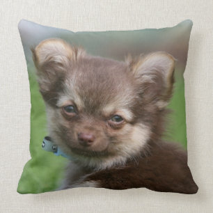 Longhaired Chihuahua Puppy Looking at Camera Throw Pillow