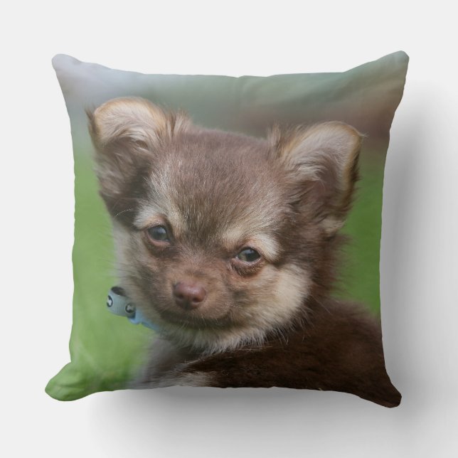 Longhaired Chihuahua Puppy Looking at Camera Throw Pillow (Front)