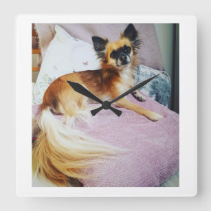 Longhaired chihuahua with beautiful tail square wall clock