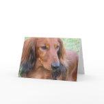 Longhaired Dachshund Greeting Card
