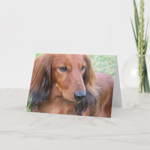 Longhaired Dachshund Greeting Card