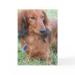 Longhaired Dachshund Greeting Card