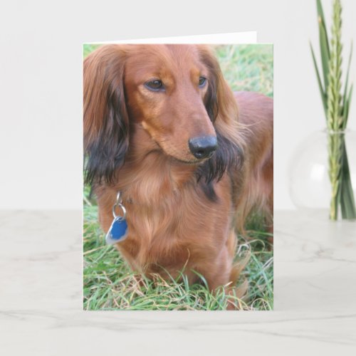 Longhaired Dachshund Greeting Card