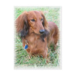 Longhaired Dachshund Postcard