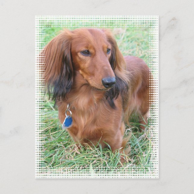 Longhaired Dachshund Postcard (Front)