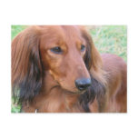 Longhaired Dachshund Postcard