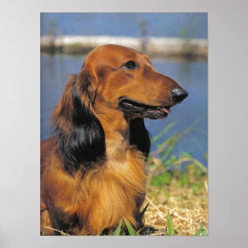 Longhaired Dachshund  poster