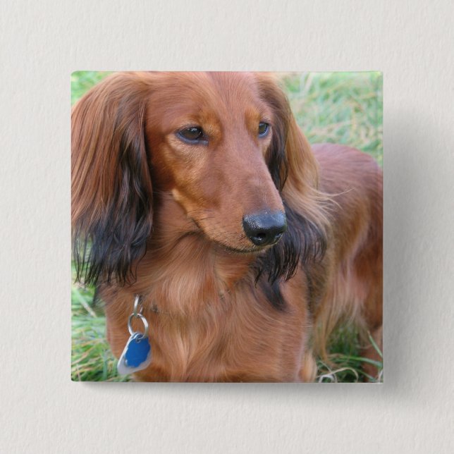 Longhaired Dachshund Square Pin (Front)