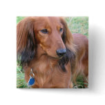 Longhaired Dachshund Square Pin