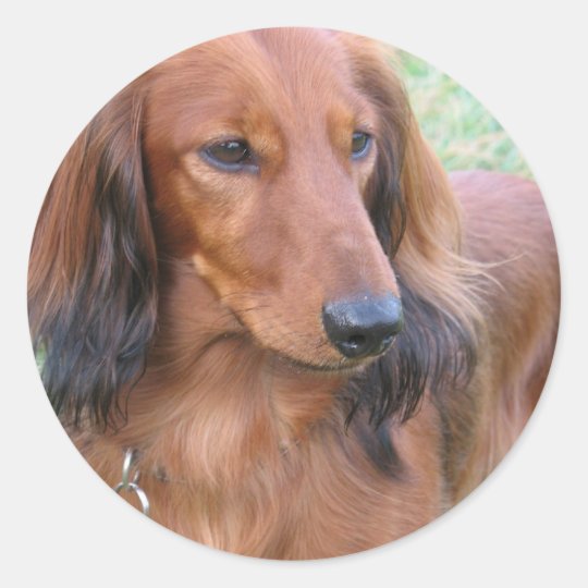 Longhaired Dachshund Sticker Zazzle Com