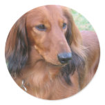 Longhaired Dachshund Sticker