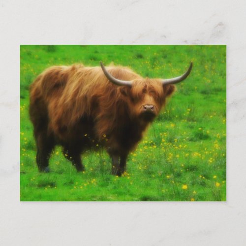 Longhaired LongHorn with Long Horns Postcard