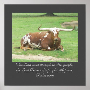 Longhorn 11"x11' Poster