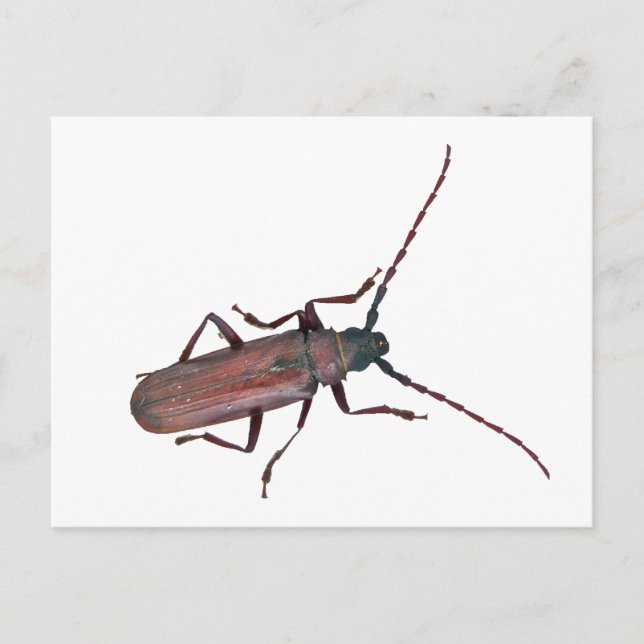 Longhorn Beetle Coordinating Items Postcard (Front)