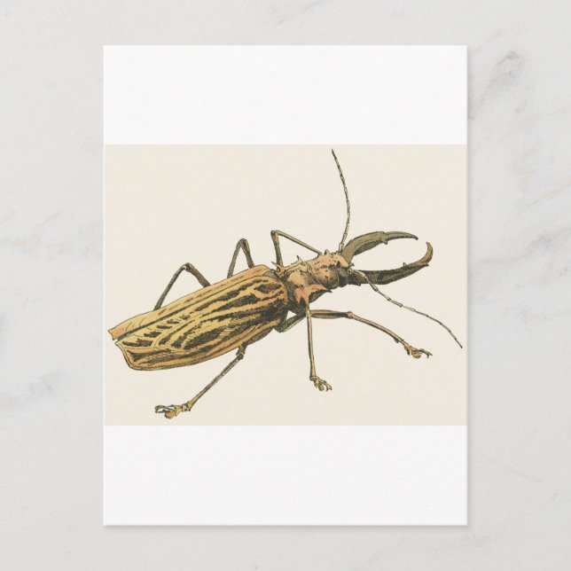 Longhorn Beetle Postcard (Front)