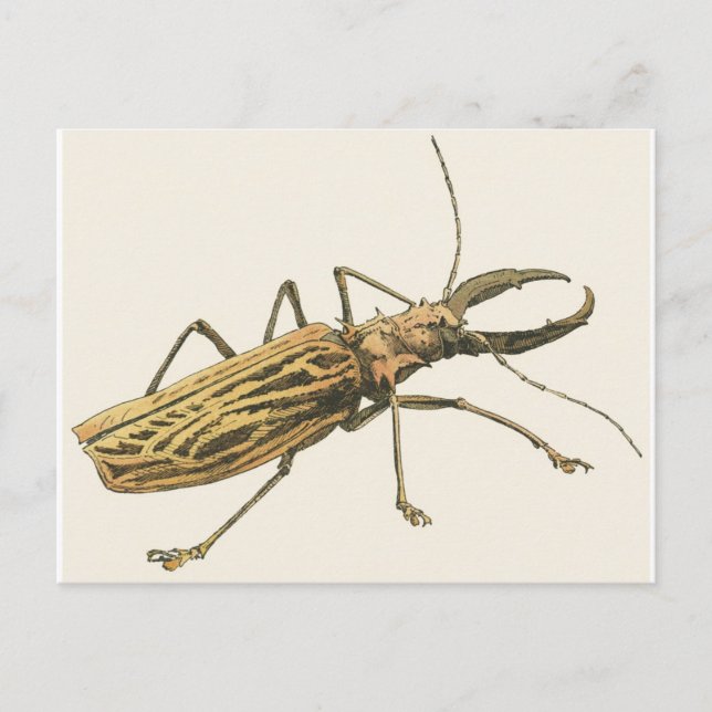 Longhorn Beetle Postcard (Front)