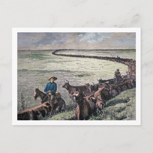 Longhorn cattle drive from Texas to Abilene, Kansa Postcard (Front)