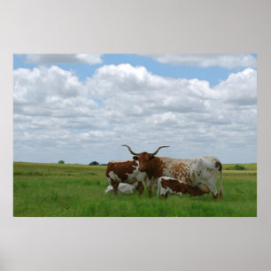 Longhorn Cattle in Kansas Poster