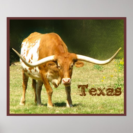 Longhorn Cattle Texas Poster | Zazzle