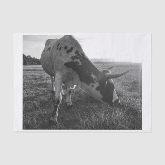 Longhorn Cow Black and White Photo Print Decoupage Tissue Paper (Front)
