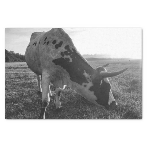 Longhorn Cow Black and White Photo Print Decoupage Tissue Paper