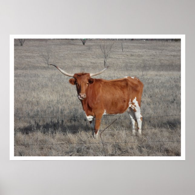 Longhorn Cow in Pasture Poster (Front)