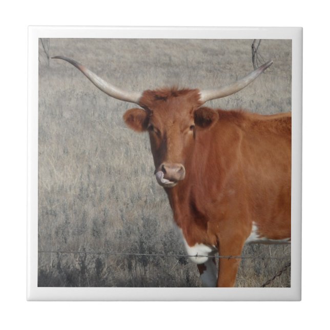 Longhorn Cow Licking Her Nose Ceramic Tile (Front)
