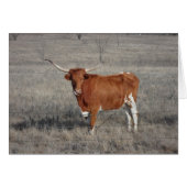 Longhorn Cow Licking Nose (Front Horizontal)