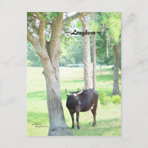 Longhorn Cow Port Charlotte Florida Postcard