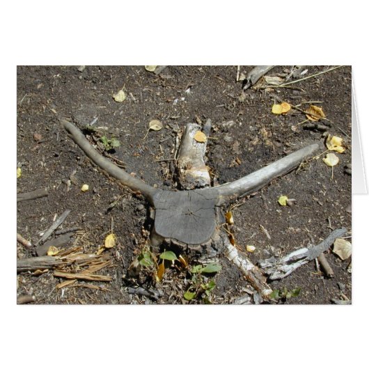 Longhorn Illusion card (Front Horizontal)